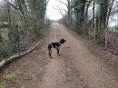 Chien de chasse perdu